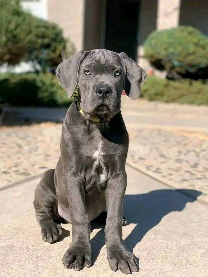 Cane Corso guardian